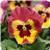 Panola XP™ Rose Picotee Pansy