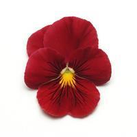 Panola XP™ Scarlet Pansy