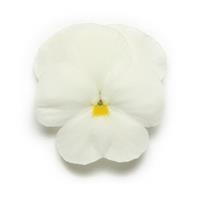 Panola XP™ White Pansy