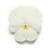 Panola XP™ White Pansy