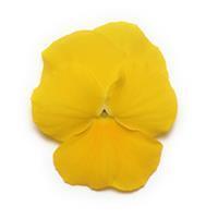 Panola XP™ Yellow Pansy