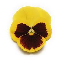 Panola XP™ Yellow Blotch Pansy