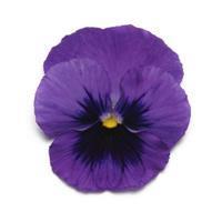 Panola XP™ Deep Blue Blotch Pansy