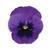 Panola XP™ Deep Blue Blotch Pansy