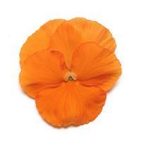 Panola XP™ Deep Orange Pansy