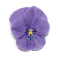 Panola XP™ True Blue Pansy