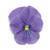 Panola XP™ True Blue Pansy