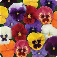 Panola XP™ Mixture Pansy