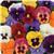Panola XP™ Mixture Pansy