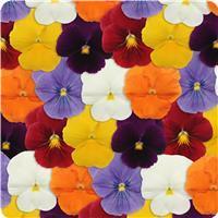 Panola XP™ Clear Mixture Pansy