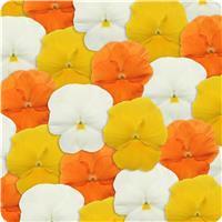 Panola XP™ Citrus Mixture Pansy