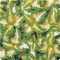 Wizard™ Jade Coleus