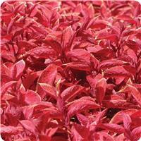 Wizard™ Sunset Coleus