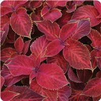 Wizard™ Velvet Red Coleus