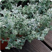 Silver Mist Helichrysum