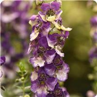 Angelonia AngelDance Violet Bicolor 