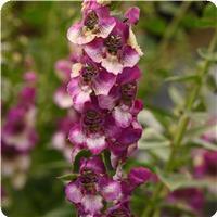 AngelDance Fuchsia Bicolor Angelonia