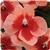 Patchwork Peach Prism Exotic Impatiens