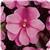 Celebration Purple Star New Guinea Impatiens