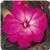 Celebration Electric Rose New Guinea Impatiens