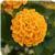 Lucky Gold Lantana