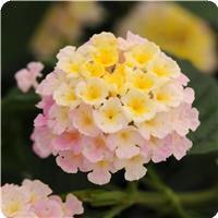 Lucky Lavender Lantana