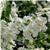AngelMist™ Spreading White Angelonia