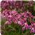 AngelMist™ Spreading Berry Sparkler Angelonia