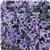 Mona Lavender Plectranthus