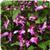 Mona Magenta Plectranthus
