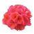 Fantasia™ Salmon Zonal Geranium