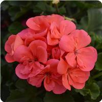 Fantasia™ Flamingo Rose Zonal Geranium