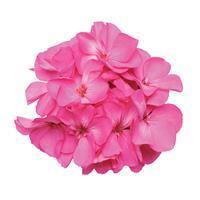 Fantasia™ Shocking Pink Zonal Geranium