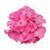 Fantasia™ Shocking Pink Zonal Geranium