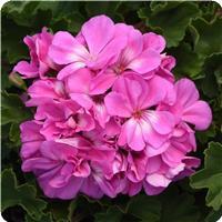 Fantasia Shocking Blue Zonal Geranium