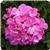 Fantasia Shocking Blue Zonal Geranium