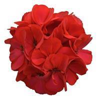 Fantasia Fuchsia Berry Zonal Geranium