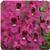 Serena Rose Angelonia