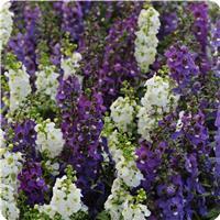 Serena™ Waterfall Mixture Angelonia