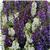 Serena™ Waterfall Mixture Angelonia