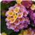Lucky Pink Lantana
