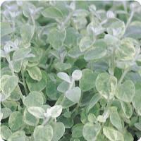 Variegated Helichrysum