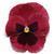 Matrix™ Rose Blotch Pansy