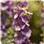 AngelDance Violet Bicolor Angelonia