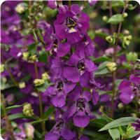 Serena™ Purple Angelonia