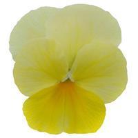 Sorbet™ Lemon Chiffon Viola
