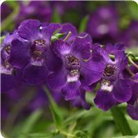 AngelMist™ Spreading Dark Purple Angelonia