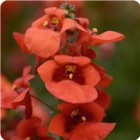 Juliet Orange Diascia