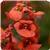 Juliet Orange Diascia