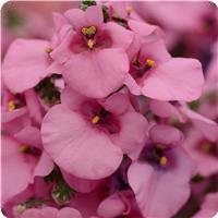 Juliet Pink Diascia